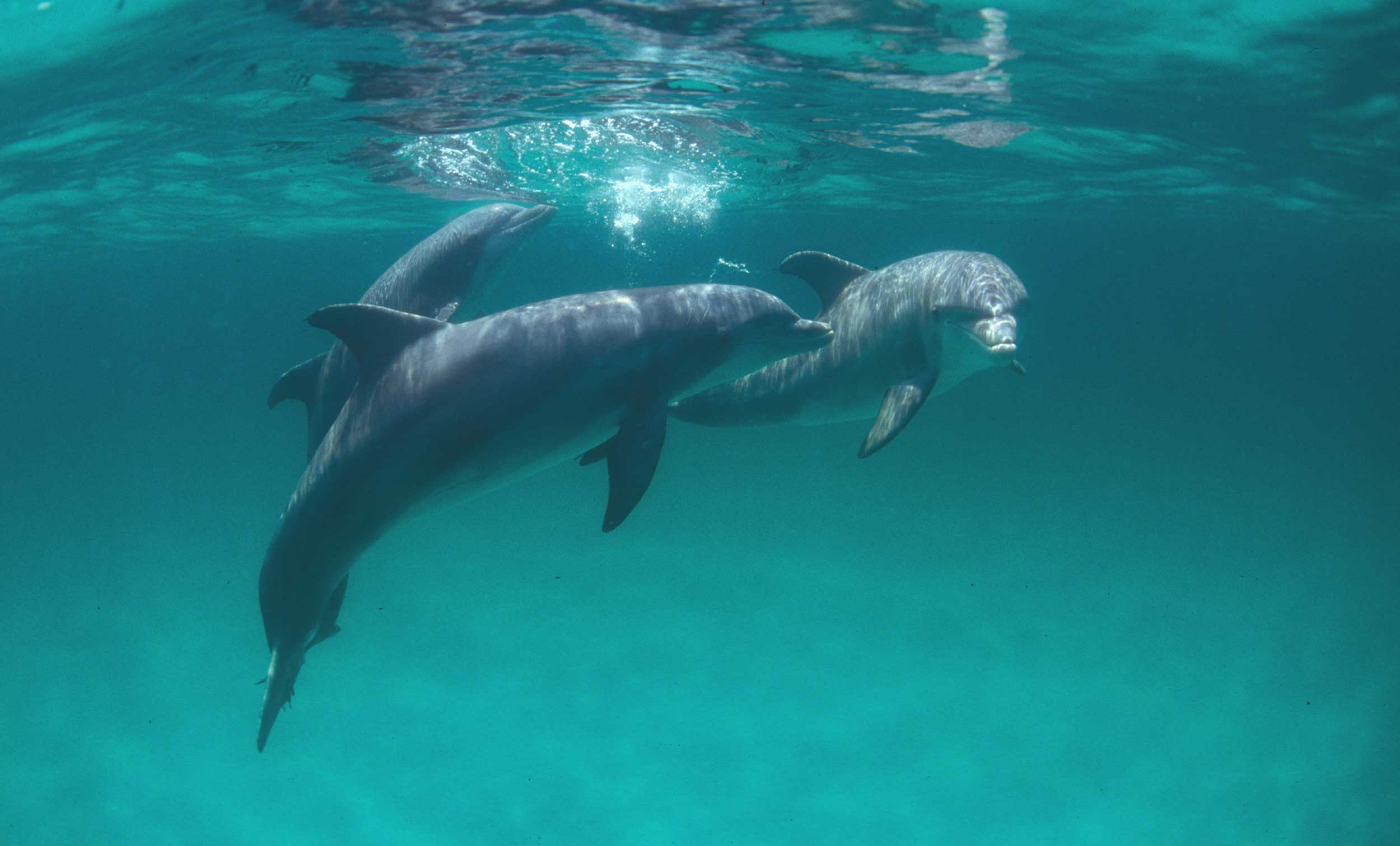 water planet dolphin swim tours