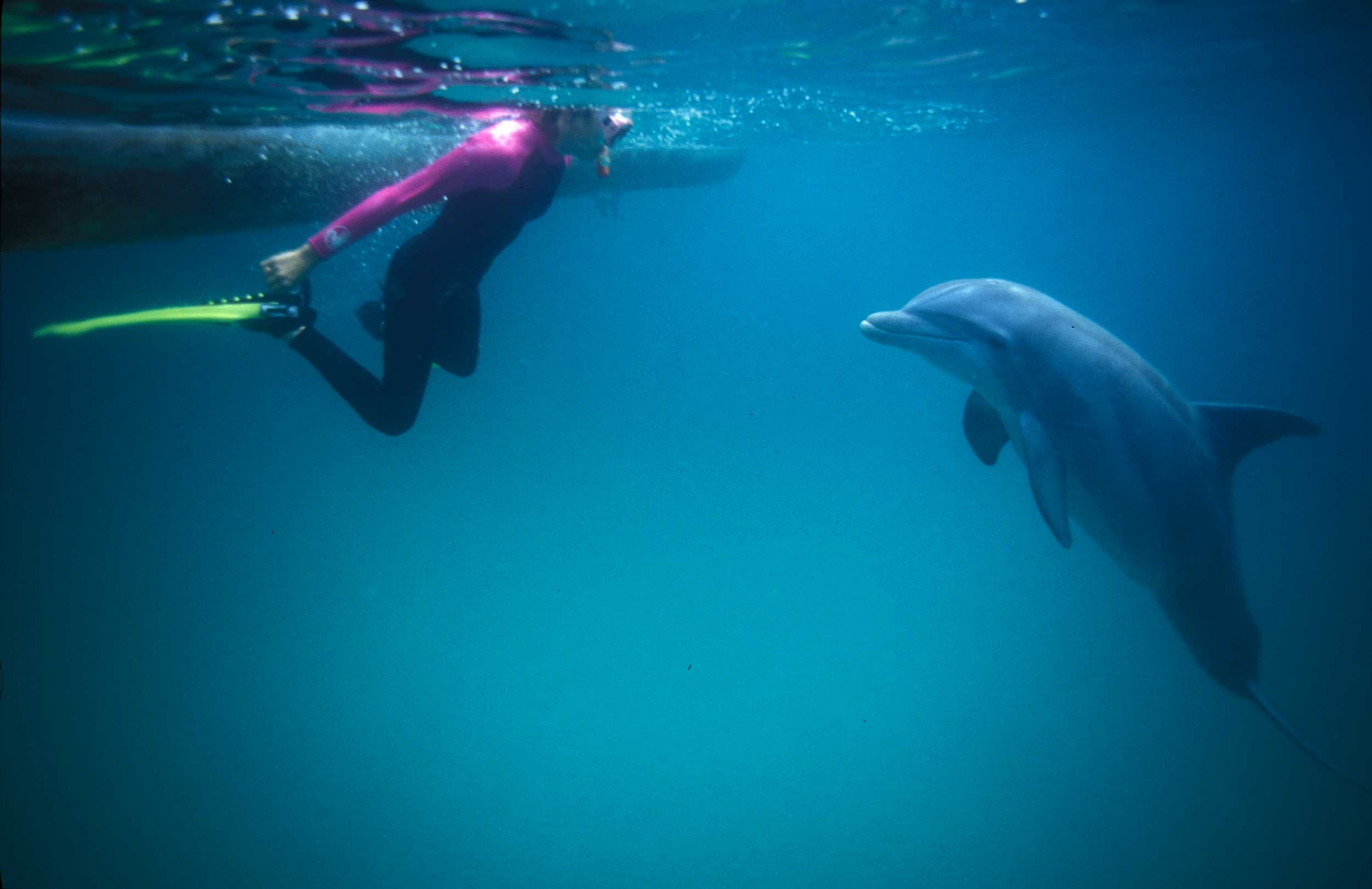 4 Hour Dolphin Swim Tour in Panama City Beach, FL ‣ Water Planet
